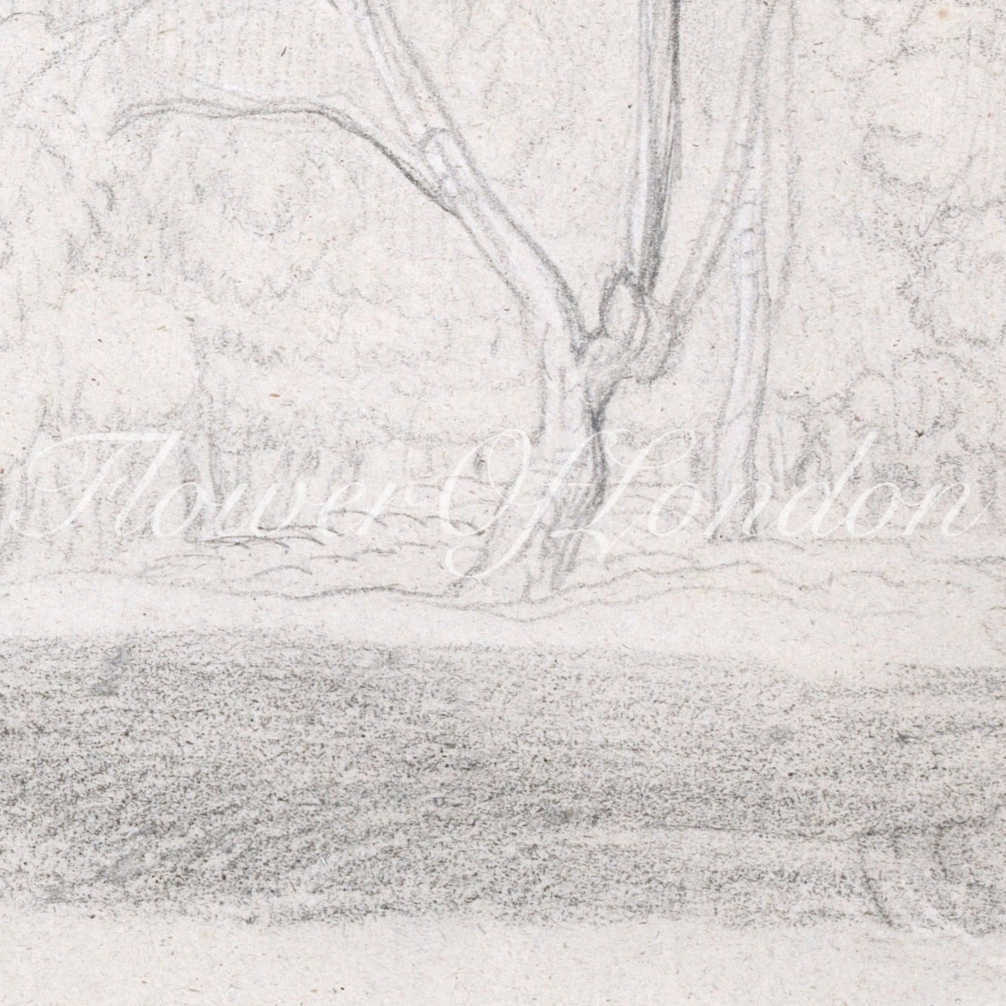 Rustic Forest Landscape Drawing | Vintage Sketch of Trees for Cozy Cottage Decor, #181