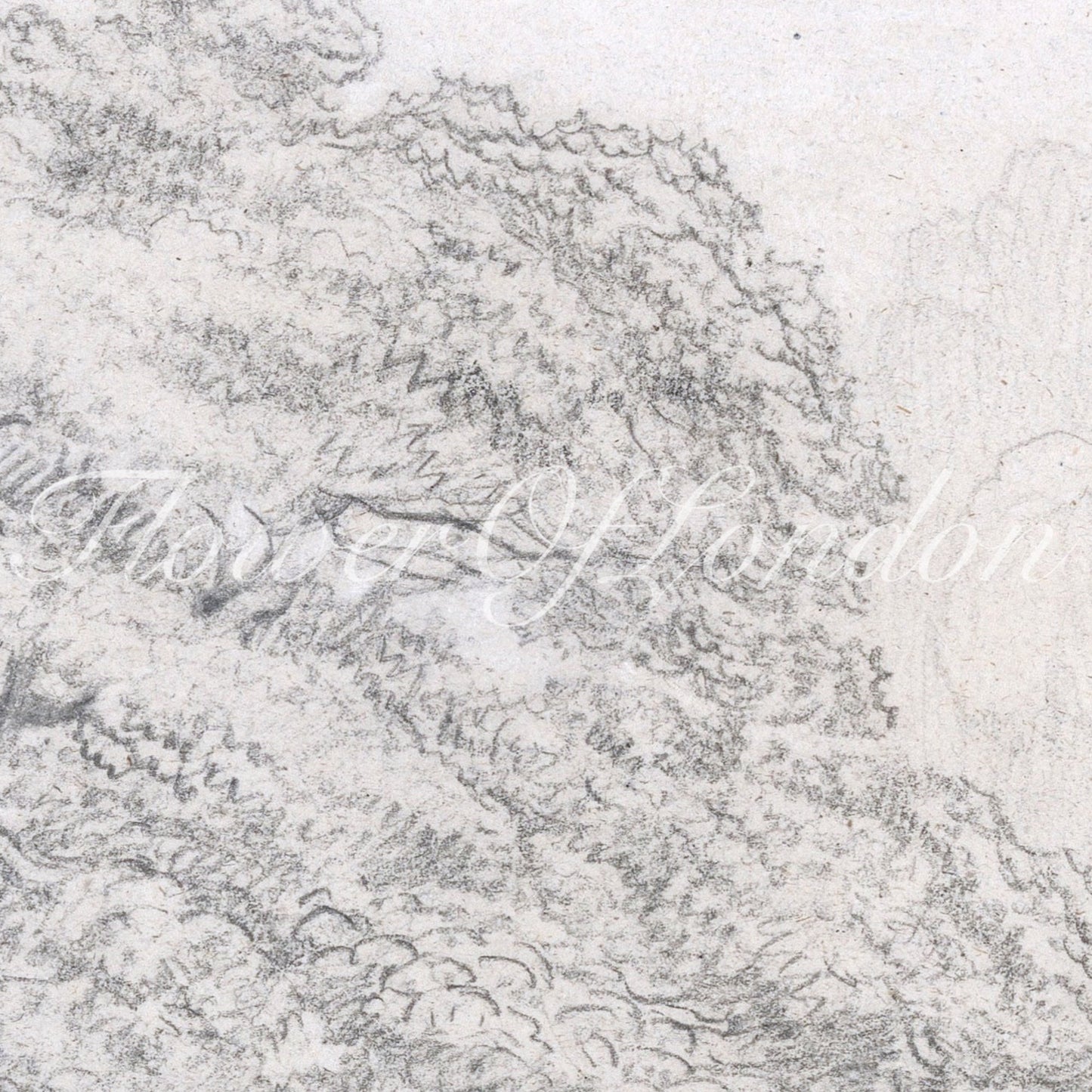 a pencil drawing of a tree in a field