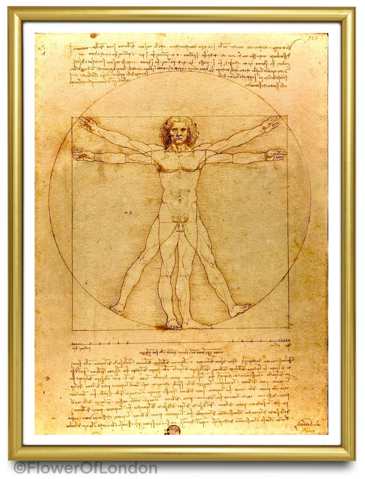 Leonardo Da Vinci Print Vitruvian Man Famous Painting Old Masters Classic Giclee