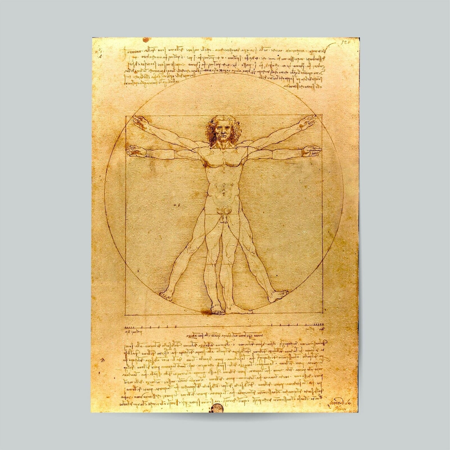 Leonardo Da Vinci Print Vitruvian Man Famous Painting Old Masters Classic Giclee