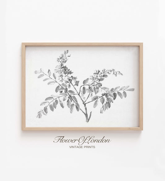 Vintage Branch Sketch Print, Minimalist Flowering Tree Branch Rustic Drawing, #64