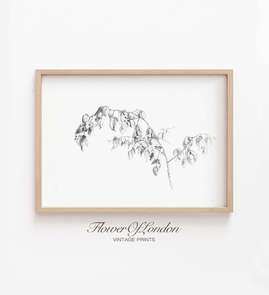 Vintage Sketch Print, Minimalist Neutral Branch Drawing Rustic Decor, #65