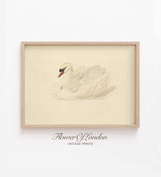 Vintage Swan Print, Minimalist Nursery Kids Room Watercolour Drawing, #71