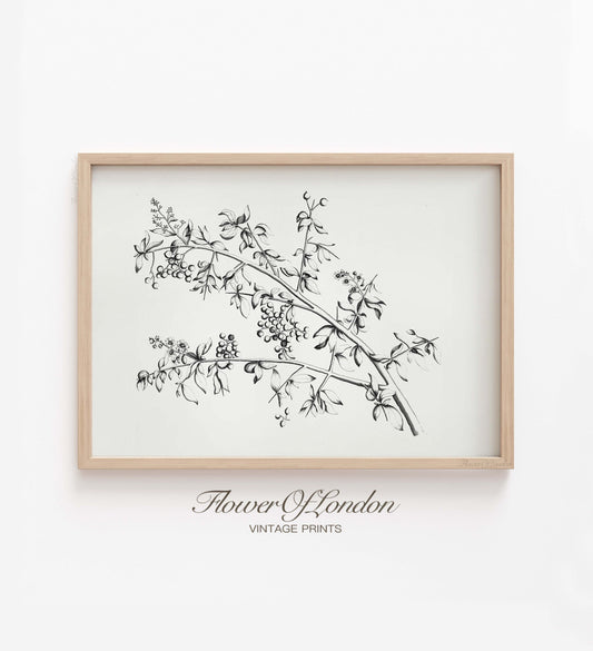 Vintage Branch Sketch Print, Minimalist Neutral Botanical Flowering Branch Drawing, #107