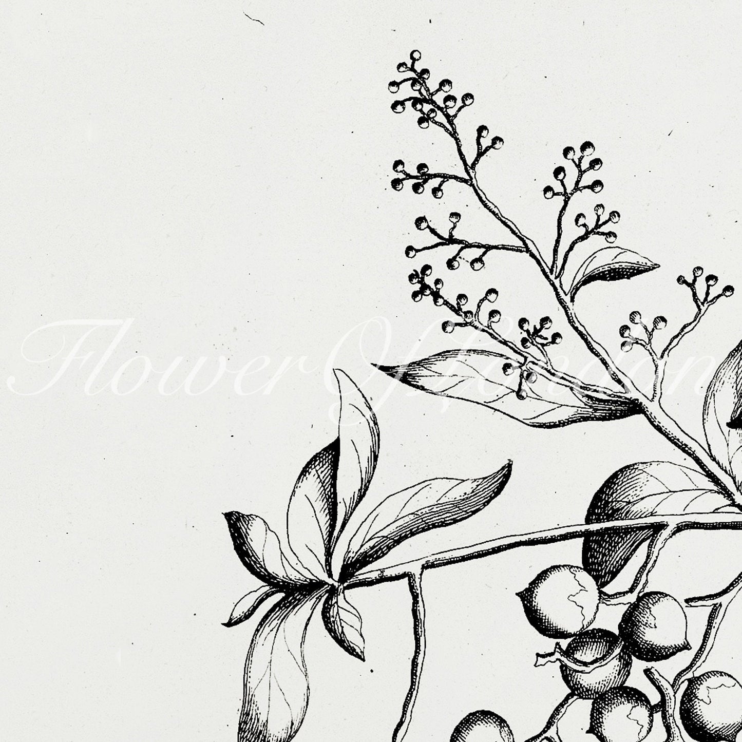 a black and white drawing of a branch with berries