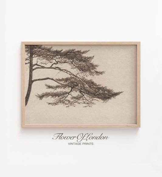 Vintage Pine Tree Sketch Print, Minimalist Neutral Nature Tree Branch Drawing, #68