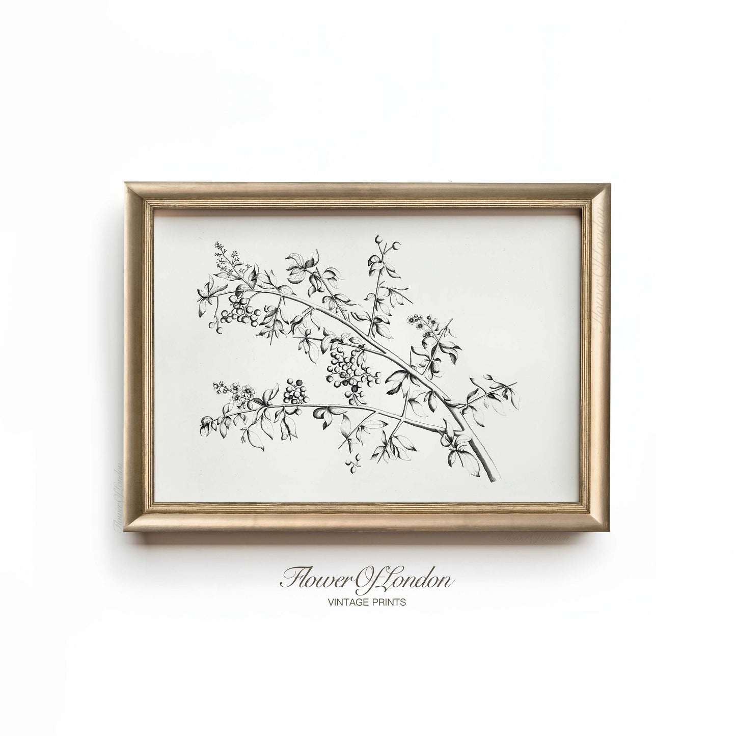 a black and white drawing of a plant on a white wall