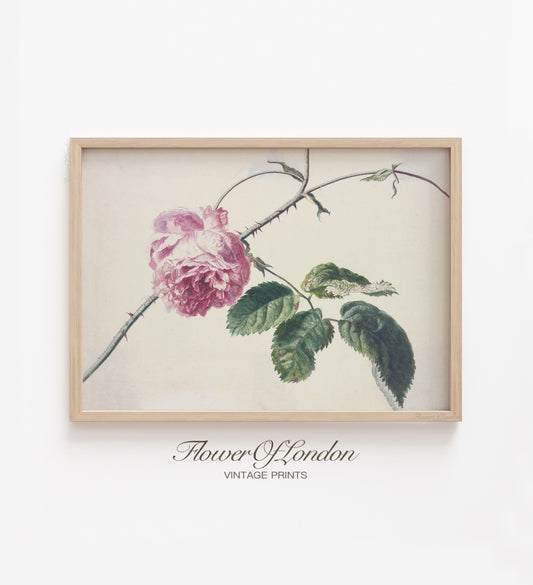 Pink Roses Print, Vintage Summer Rose Branch Still Life Botanical Painting, #262