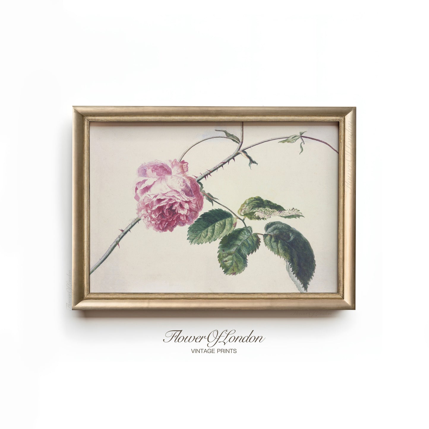 Pink Roses Print, Vintage Summer Rose Branch Still Life Botanical Painting, #262