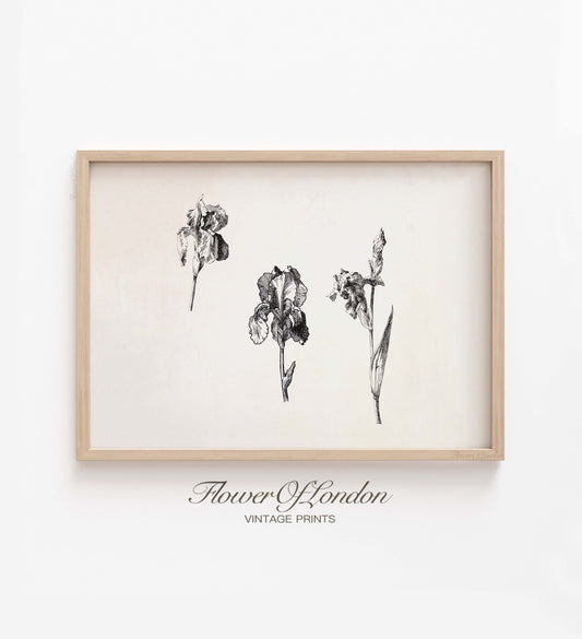 Vintage Flower Sketch Print, Minimalist Irises Drawing, #159